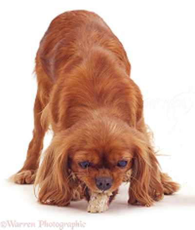 Vomiting cavalier King Charles spaniel